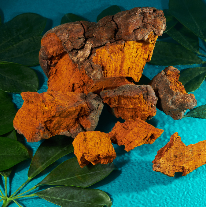 Why Re-Chaga Mushroom in Skincare is your new Best Friend!