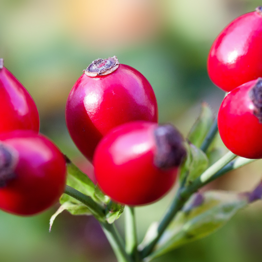 The Power of Rose Hip Oil in Skincare