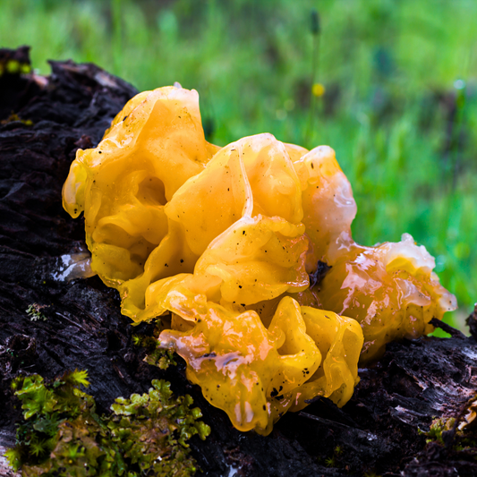 Tremella in Skincare - Your New Secret!